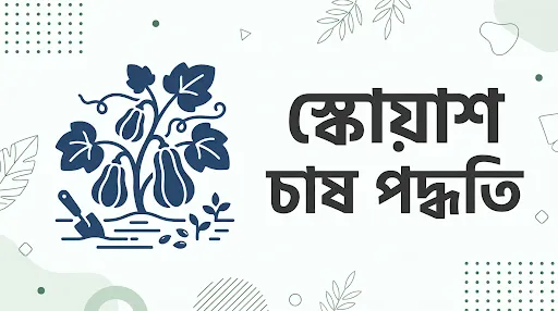 স্কোয়াশ চাষ পদ্ধতি